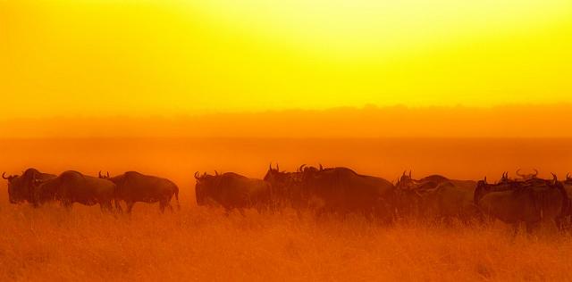 011 Kenia, Masai Mara, gnoe.jpg